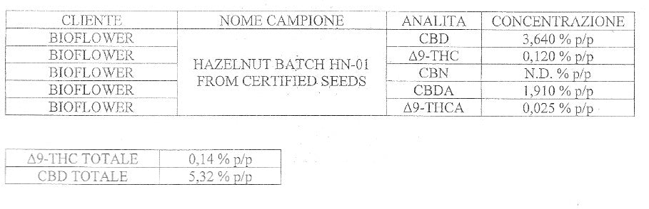 Hazelnut CBD